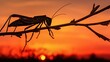  a close up of a grasshopper on a twig with the sun setting in the distance in the background.