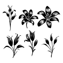 Lily Flower Black Silhouette Set On A White Background And Vector Illustration