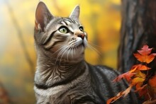 Beautiful Cat With Autumn Leaves On Blurred Background, Close-up