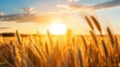 background wheat sky and sun