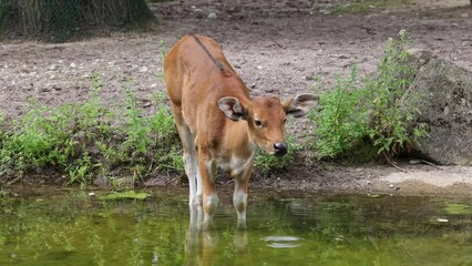 Wall Mural - Young baby Banteng, Bos javanicus or Red Bull. It is a type of wild cattle But there are key characteristics that are different from cattle and bison: a white band bottom in both males and females.