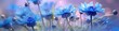 Banner with wildflowers. Blue cornflowers on a blue background
