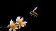  a bee flying over a white flower with yellow stamens on it's back and a black background.