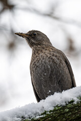 Wall Mural - Blackbird female on branch with snow.