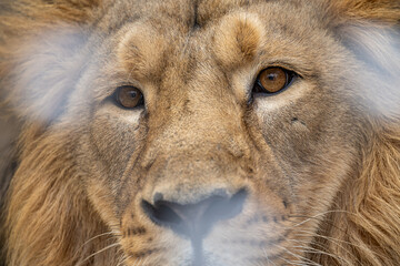 Wall Mural - Close-up of a lion's face with snow on the bars in the foreground.