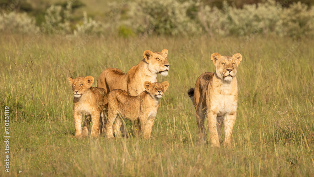 Lion pride ( Panthera Leo Leo) searching for prey in the golden hour of ...