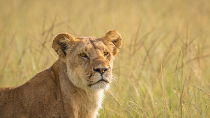 Wall Mural - head of a lioness ( panthera leo leo) searching for prey in the golden hour of dawn, olare motorogi 