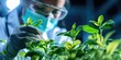 Biological laboratory. A scientist testing GMO plant