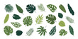Hand-drawn tropical leaves on a white background. Botanical vector set