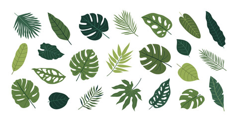 hand-drawn tropical leaves on a white background. botanical vector set