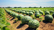 Ripe watermelons in the field are a good harvest