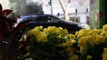 Beautiful Shot With Yellow Spring Flowers And The City Is Out Of Focus In The Background