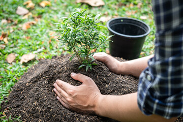 Wall Mural - Man carrying seedling and protection in two hands to planting seedling into soil while working in the garden