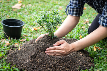 Wall Mural - Man carrying seedling and protection in two hands to planting seedling into soil while working in the garden