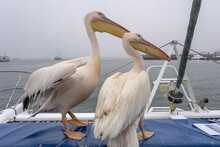 Pelicans On Boat Deck, Walvis Bay, Namibia