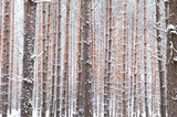 Fototapeta Pomosty - Świerki pokryte śniegiem zimową porą