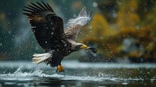 Eagle Flying And Catching A Fish Mid Air
