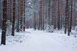 Fototapeta Pomosty - Zimowy las pokryty śniegiem