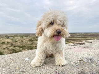  Dog on the beach,Denmark