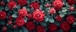 red roses for valentine's day, website banner