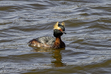 Canvas Print - The horned grebe or Slavonian grebe (Podiceps auritus) Male on the lake Michigan during migration