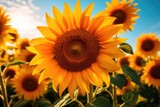 Fototapeta Do pokoju - A breathtaking field of golden sunflowers stands tall and proud against a vivid blue sky, An intimate close up view of a vibrant sunflower field, AI Generated