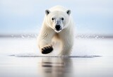 Polar bear on drift ice edge with snow and water in Norway sea. White animal in the nature habitat. Large male polar bear in the arctic with melting climate change. Generative ai