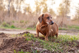 Fototapeta  - brown old dachshund walking in the nature