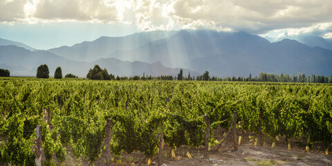 Viñedo verde, arboles y montañas de fondo, con rayos de sol entrando en el cielo celeste con nubes blancas.