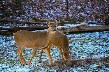 Wall Mural - Twin Does, who have been together since they lost their mother during hunting season, feed side by side in our yard in Windsor in Upstate NY.  Two deer feeing in the tall dry grass.