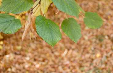 green leaves on hanging branches, on a blurry background, autumn landscape