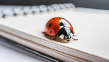 Macro Closeup Of A Ladybug On A Notebook