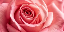 Pink Rose Bud Close-up Generative AI