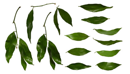 Wall Mural - tangerine leaves isolated on white background. set of green citrus leaves. different angles to creat