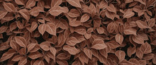 Top View Of Brown Leaves Of Ornamental Plants In The Garden. Young Brown Leaves Horizontal Background. Many Leaves Reduce Dust And Carbon Dioxide In Air. Natural Backdrop. Carbon Credit Concept.