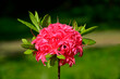 różowe kwiaty azalii, kwitnący różanecznik, azalia, rododendron (Rhododendron),