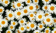 Gänseblümchenzauber: Ein Blütenmeer in Weiß und Gelb