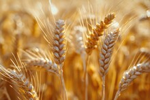 A Close Up View Of A Bunch Of Wheat. Can Be Used To Depict Agriculture, Harvest, Or Nature