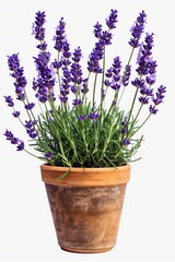 Aufkleber - A potted plant with purple flowers on a white background. Suitable for home decor or gardening-related designs