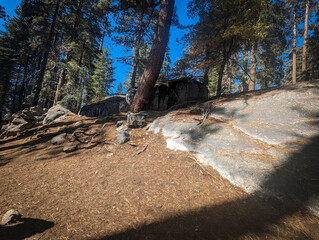 Sequoia National Park California Trees