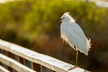 Poster - snowy egret resting at sunset 