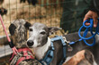 Italian Greyhounds dogs on a leash