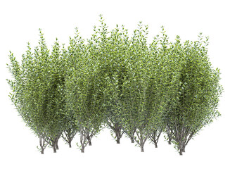 Sticker - Wild privet branch bushes shrub isolated