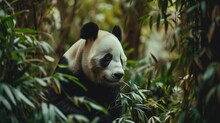 Giant Panda Amidst Green Foliage, Looking Serene