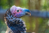 Fototapeta Na ścianę - portrait of a vulture