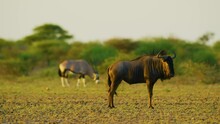 Gemsbok (Oryx Gazella) And Blue Wildebeest (Connochaetes Taurinus) In The Central Kalahari Game Reserve.