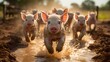 Piglets running in the mud