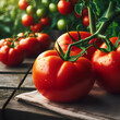 Kiść dorodnych czerwonych pomidorów leżąca na ściereczce i starym blacie z desek. 