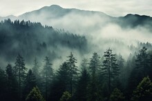 Misty Forest Landscape With Tall Pine Trees