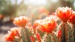 Macro shot of a blooming cactus, a reminder of the tenacity and resilience of nature that we must strive to protect.